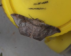 Hyposidra incomptaria