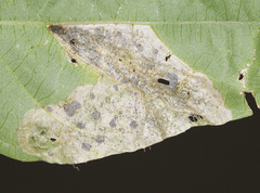 Odontota scapularis