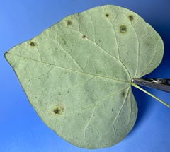 Pseudocercospora vitis