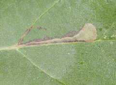 Ectoedemia clemensella