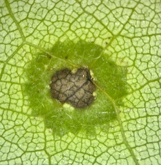 Pseudocercospora vitis