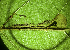 Ectoedemia clemensella