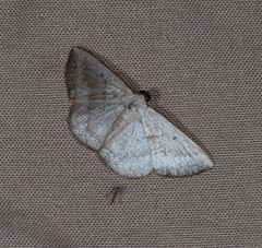 Plectoneura argostola