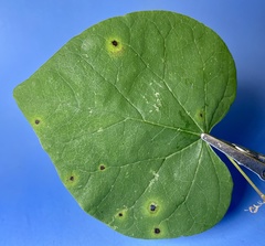 Pseudocercospora vitis