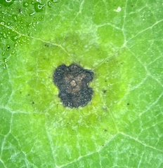 Pseudocercospora vitis