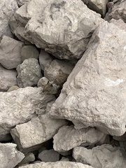 Otospermophilus beecheyi