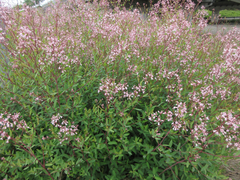 Apocynum lancifolium