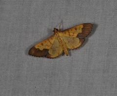 Meroctena staintonii