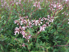 Apocynum lancifolium
