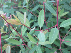 Apocynum lancifolium