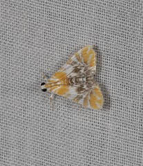 Macaretaera hesperis