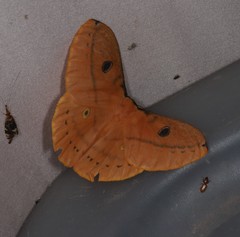 Neodiphthera sulphurea