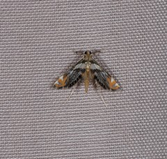 Nymphicula queenslandica