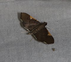 Omiodes dispilotalis