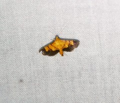 Orphanostigma abruptalis