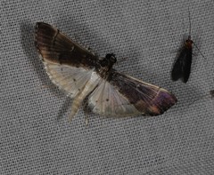 Orphnophanes eucerusalis