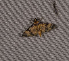 Orphanostigma angustale