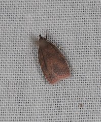 Peritornenta