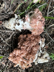 Ramaria rubripermanens