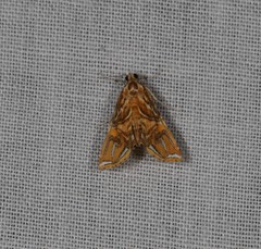 Paracymoriza eromenalis