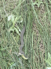 Coluber constrictor flaviventris