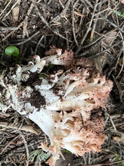 Ramaria rubripermanens