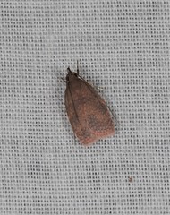 Peritornenta