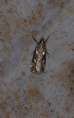 Perimeceta niphospila