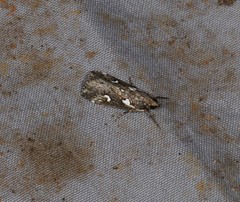 Perimeceta niphospila