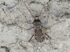 Cephalota chiloleuca