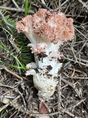 Ramaria rubripermanens