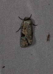 Platyprosopa nigrostrigata