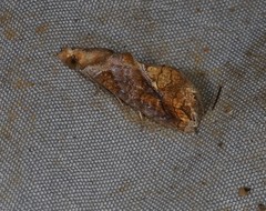 Plusiodonta coelonota