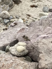 Otospermophilus beecheyi