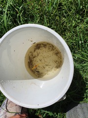 Paratya curvirostris