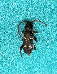 Phymatodes nitidus