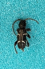 Phymatodes nitidus