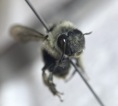 Anthophora terminalis