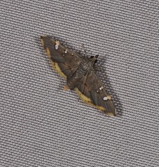 Prophantis
