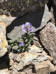 Polemonium chartaceum