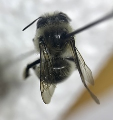 Anthophora terminalis