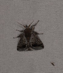 Pygmaeomorpha modesta