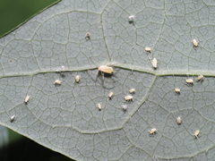 Illinoia liriodendri