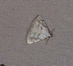 Sericophylla nivalis