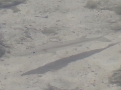 Sphyraena borealis