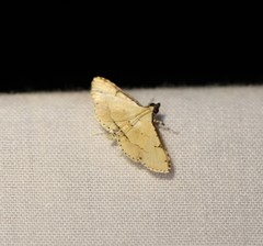 Syngamia fuscicostalis