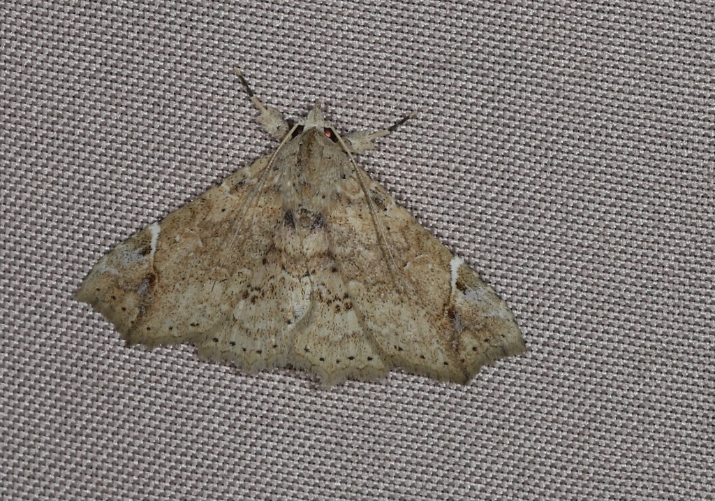 Tamba elachista