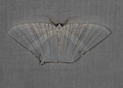 Strophidia directaria