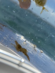 Leander tenuicornis