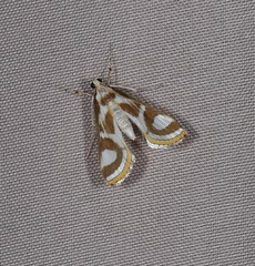 Theila siennata